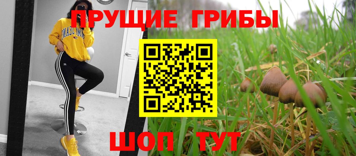 Псилоцибиновые грибы Psilocybe Курчатов